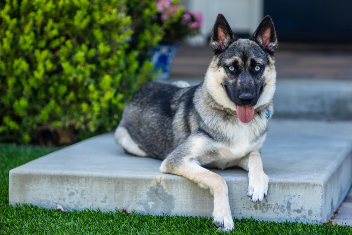 A Guide to the German Shepherd Husky Mix (2022) | What Owners Need to Know