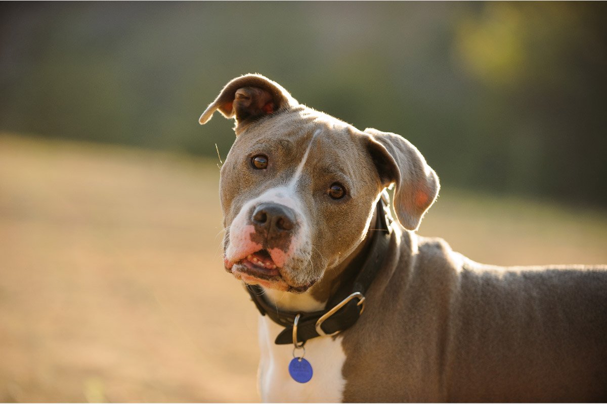 Dog Breeds that Look like Pitbulls But Aren't Flipboard