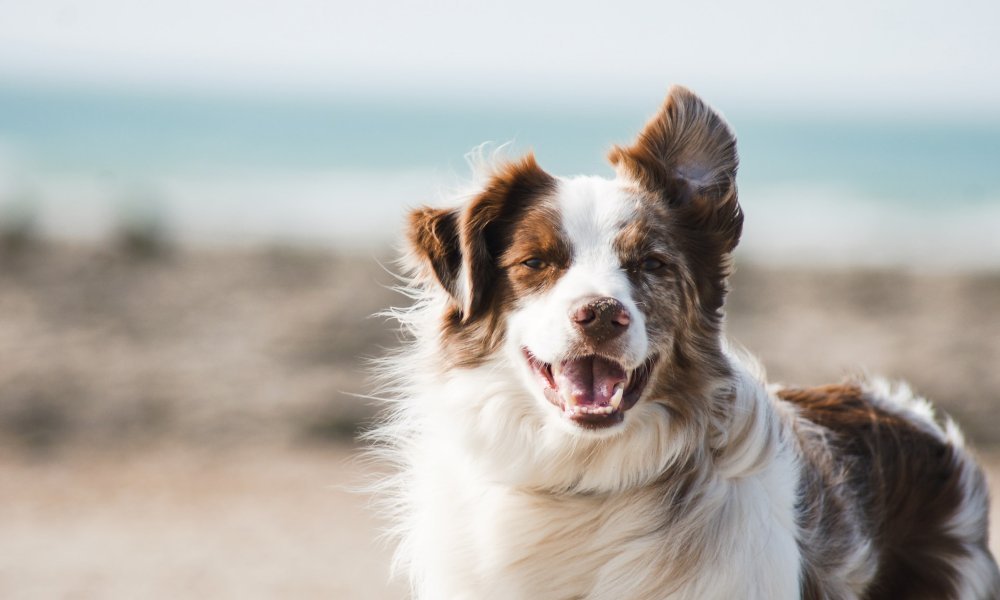 23 Least Aggressive Dog Breeds (2022) | Friendliest Dogs