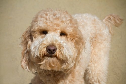 Goldendoodle: Good, Bad or Perfect for your Home?