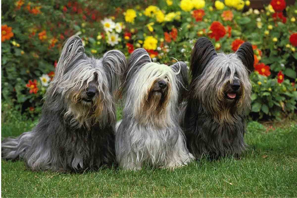 You Have No Idea How Many Dog Breeds Actually Come From Scotland