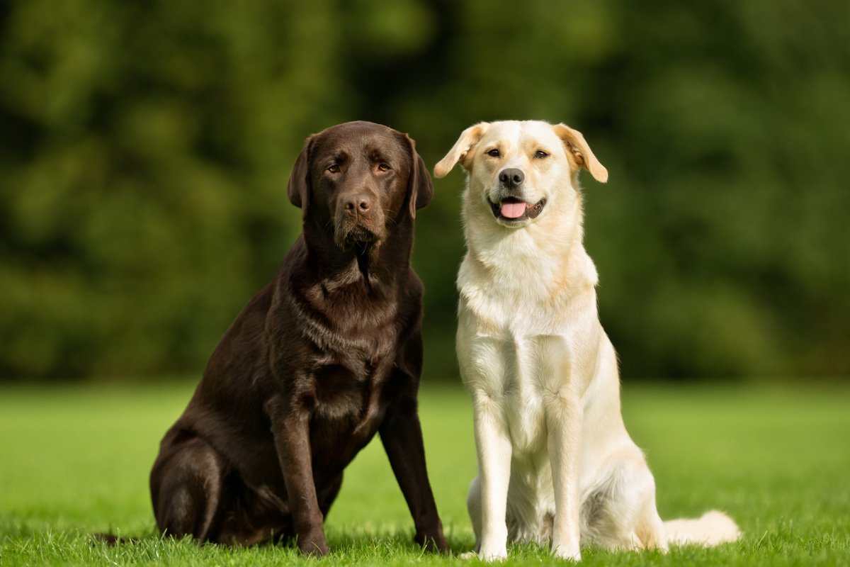 Labrador Retriever versus Golden Retriever: Which Breed is Right for You?