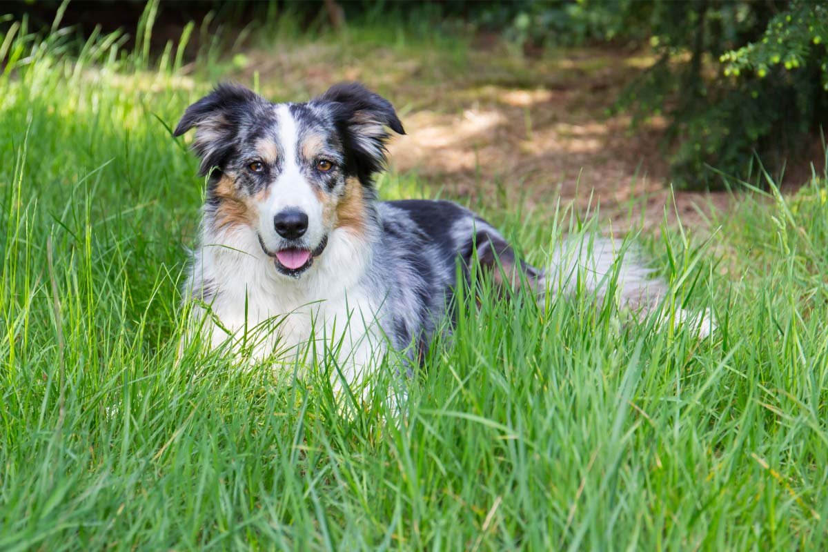 Border Collie Blue Merles: 13 Things You Need To Know