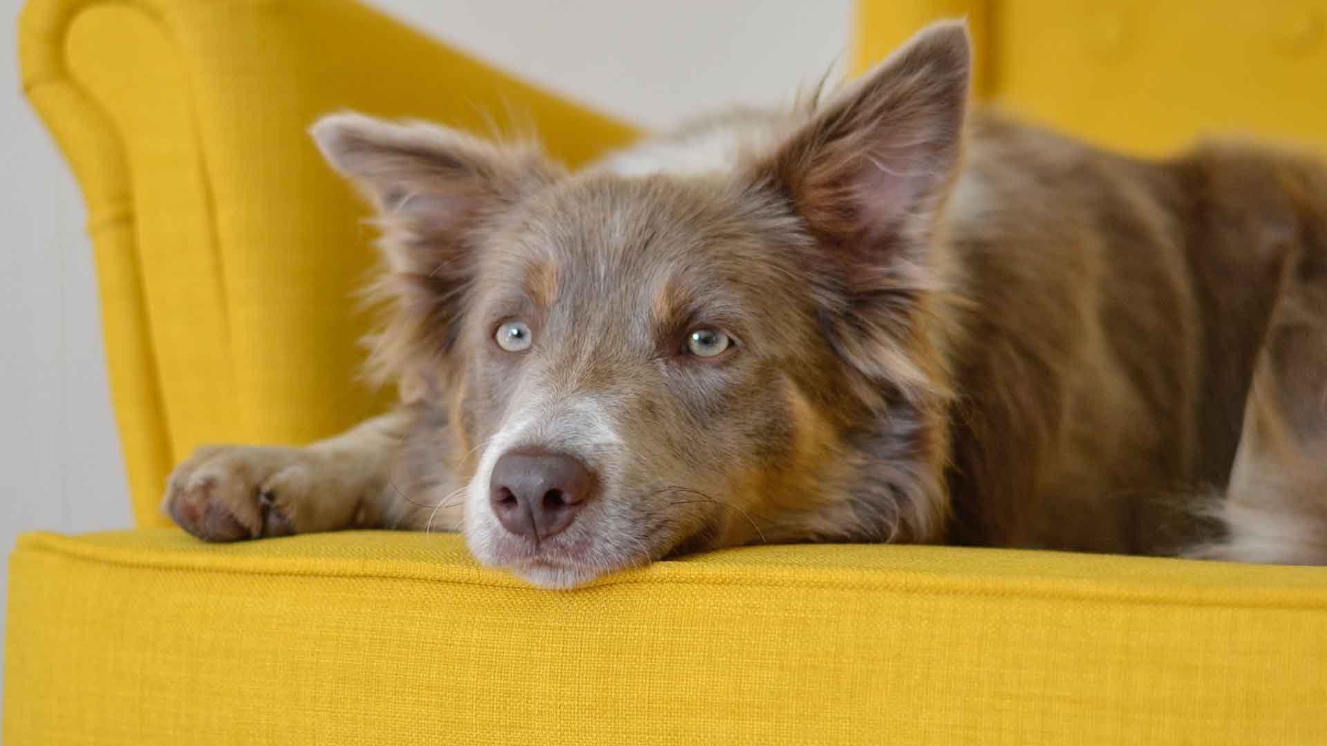 10 Best Couches For Dogs They'll Love 2021