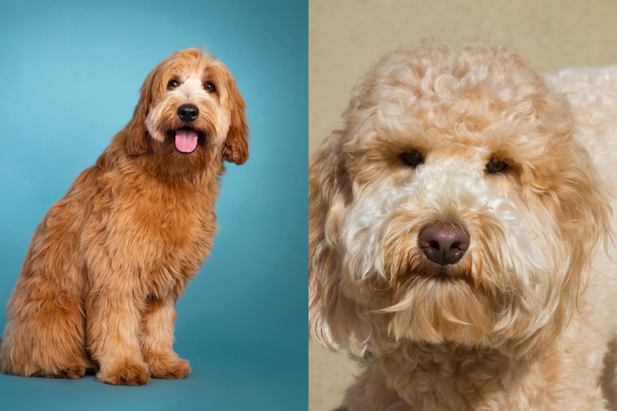 Goldendoodle or Labradoodle | Which is Best for You?