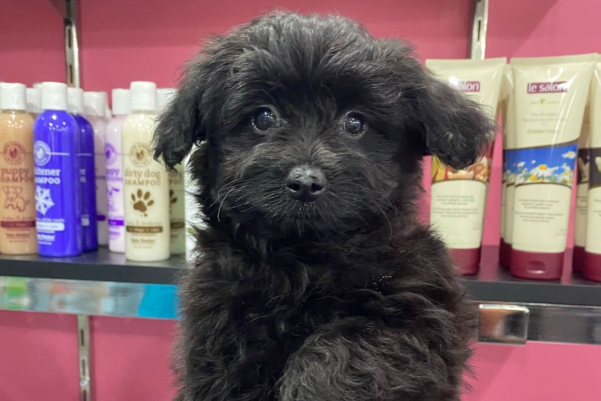 13 Things to Know About The Cute Pomapoo Breed