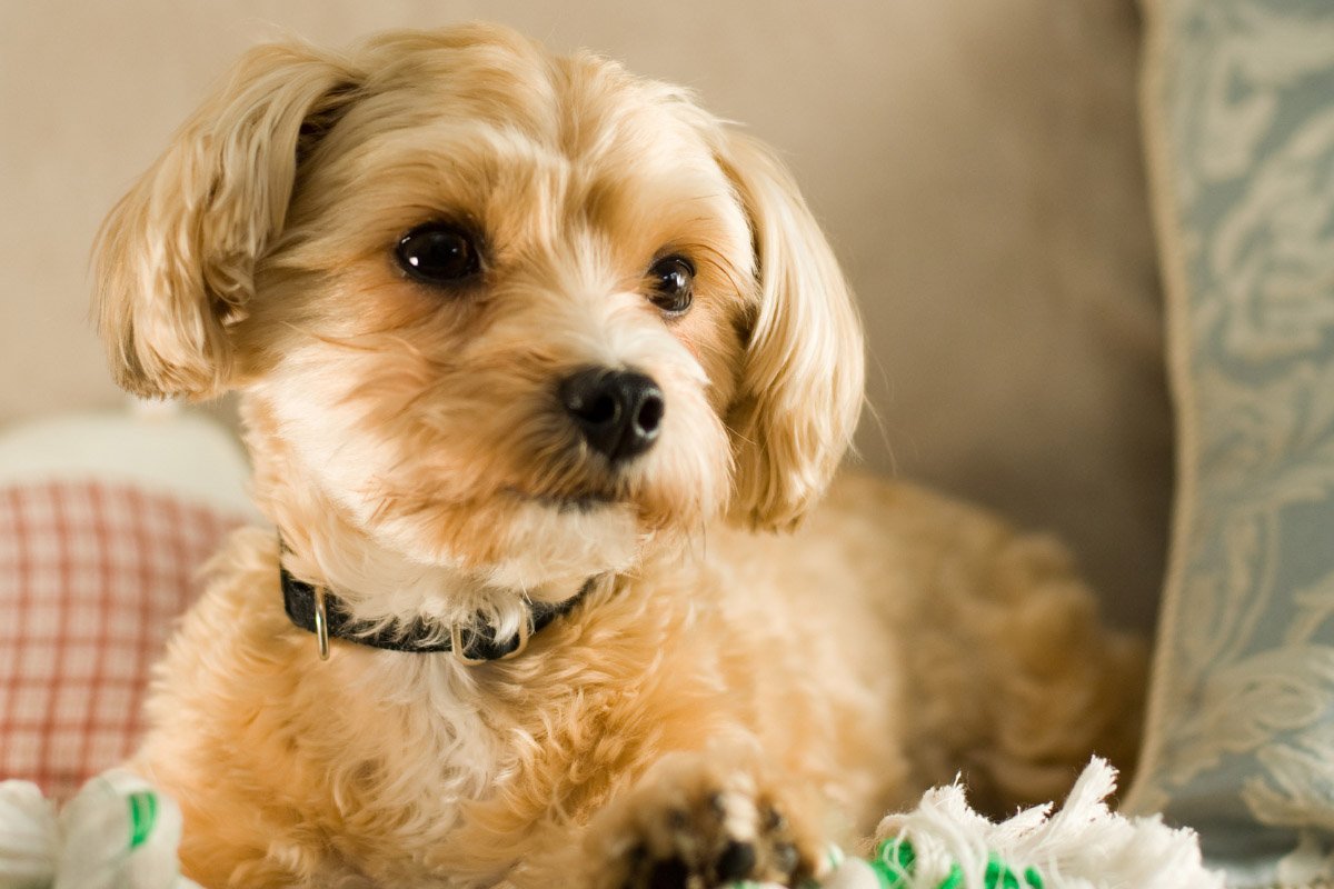 14 Things to Know about the Shih Tzu Mixed with Yorkie