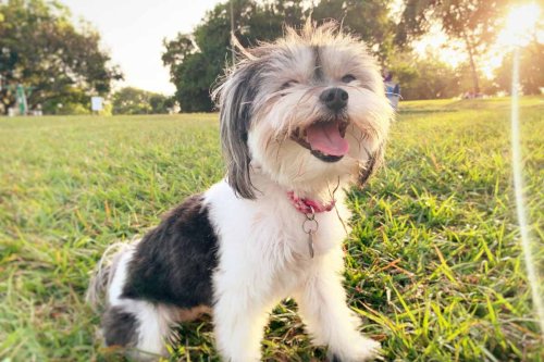 These Two Lap Dogs Get Swapped for Each Other All the Time — Even by Groomers