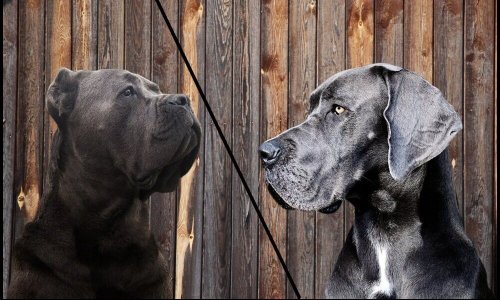 These Two Massive Dog Guardian Breeds Get Mistaken for Each Other Constantly — Even by Experienced Owners