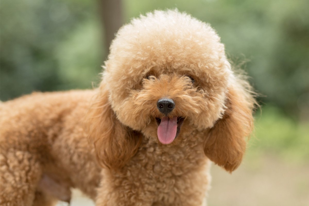 Toy Poodle Temperament I 15 Key Things to Know