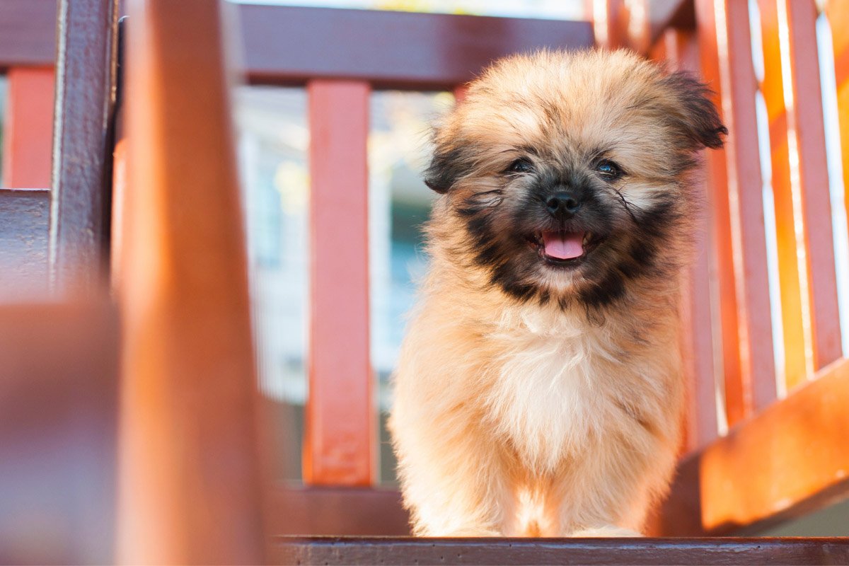13 Things To Know About the Shih Tzu Pomeranian Mix