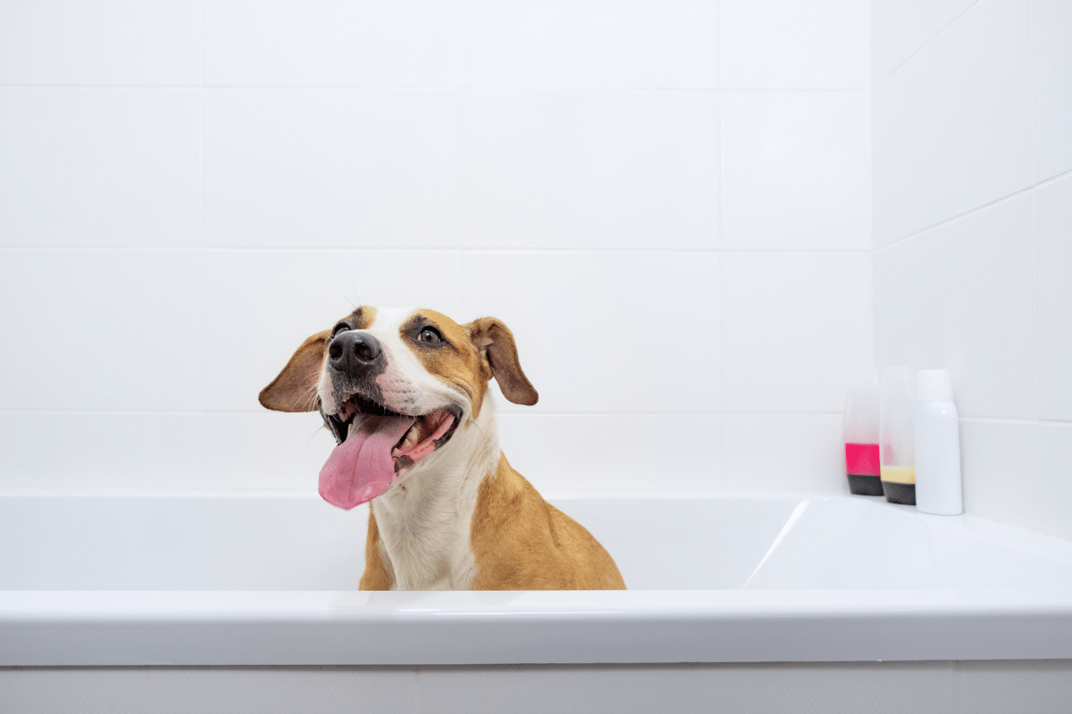 Why Do Dogs Follow You into the Bathroom? (2022) 6 Reasons