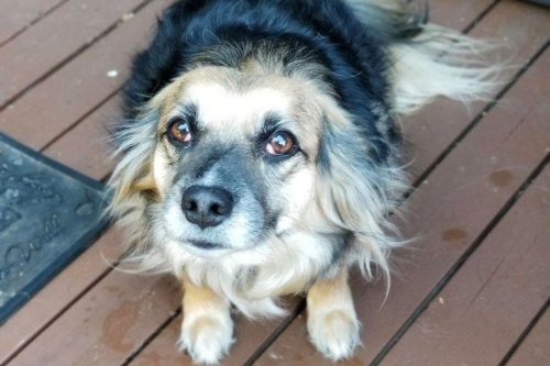 Meet the Dog With a Big Dog's Instincts Trapped in a Suspiciously Small Body