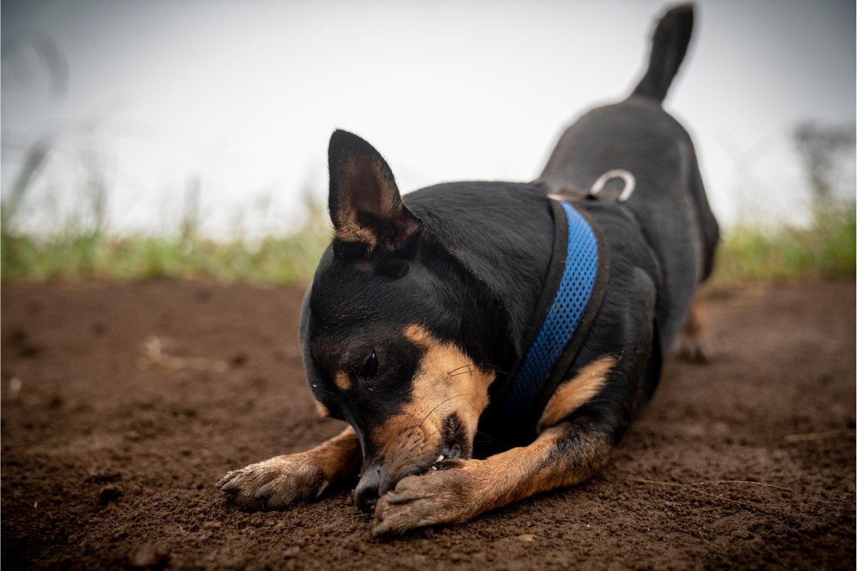 Why Do Dogs Chew On Their Feet? 6 Things Owners Need to Know