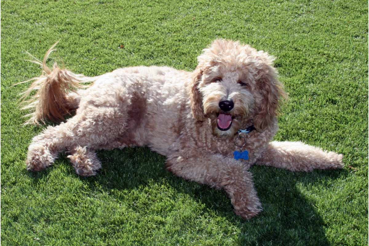 How to Groom a Goldendoodle in 9 Easy Steps