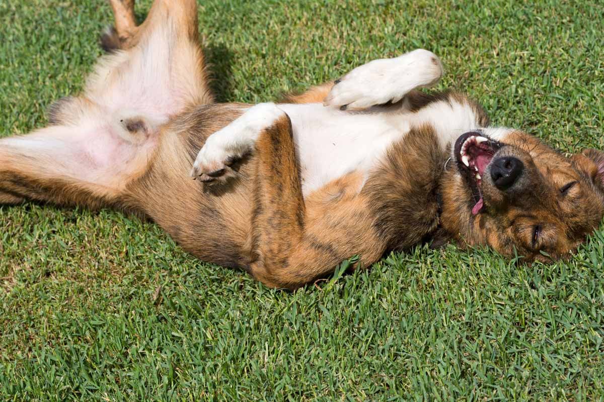 Why Do Dogs Roll in the Grass? 9 Reasons for Their Behavior
