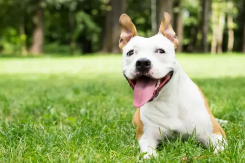 Dog Breeds that Look like Pitbulls - But Aren't