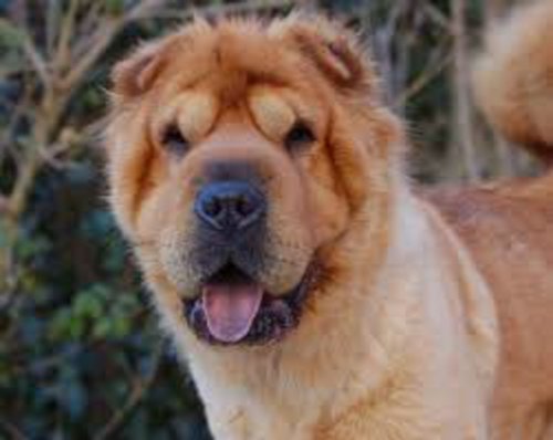 Bear Coat Shar Pei Dog Breed: 13 Things You Need to Know