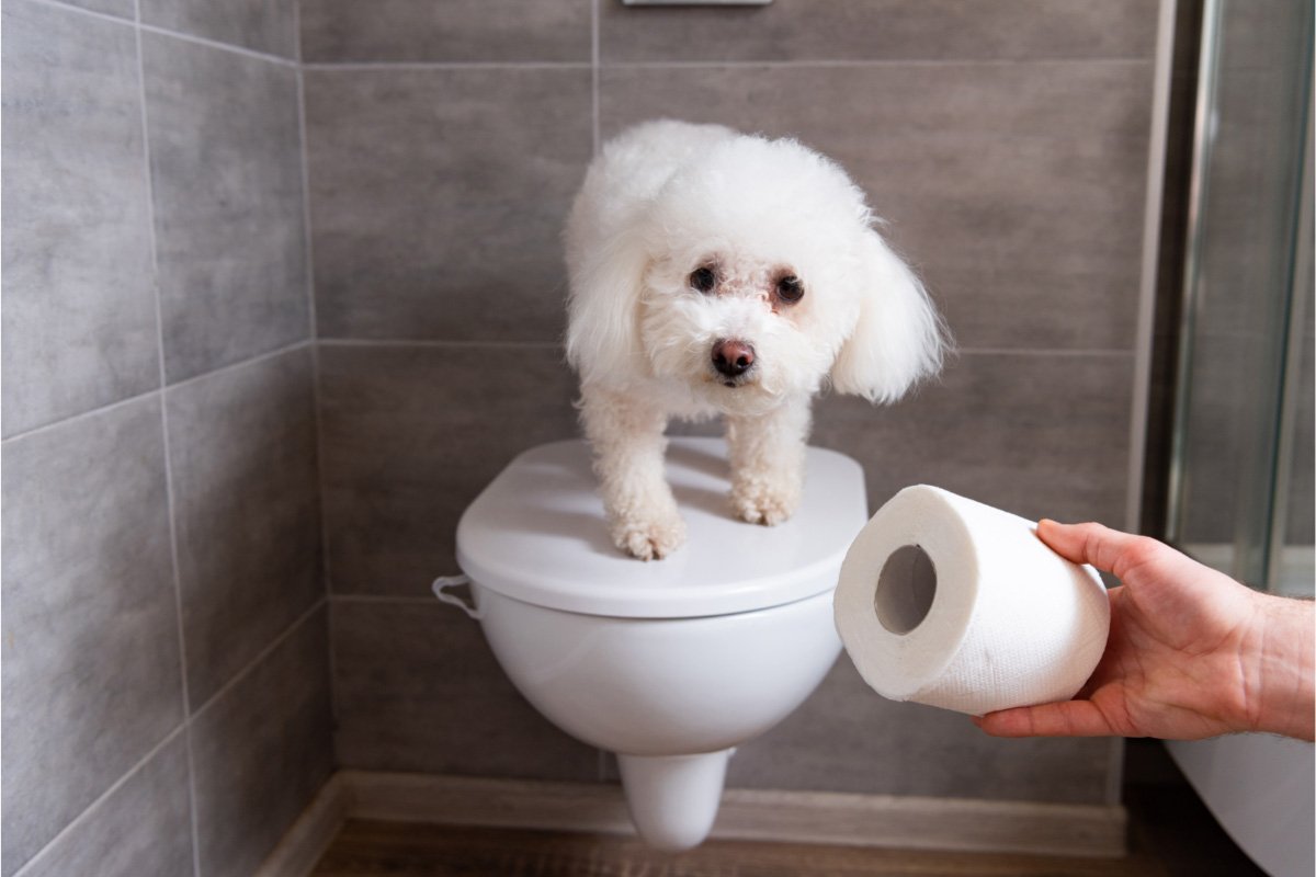 Why Do Dogs Eat Their Vomit? | Everything You Need to Know