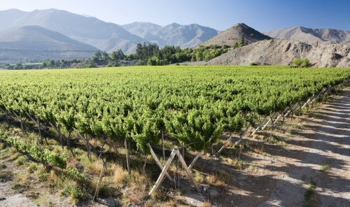 Chile abandoning vineyards as sales decline - The Drinks Business