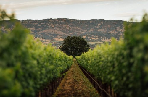 How do you make a great Napa Valley wine?