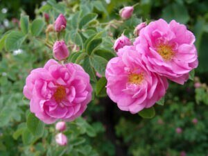 Edible rose petals: Recipes to enjoy your roses
