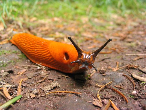 How to get rid of slugs: 10 solutions - The English Garden