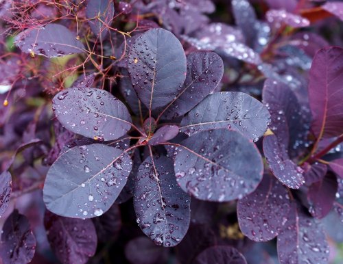 Top 10 plants with purple leaves - The English Garden