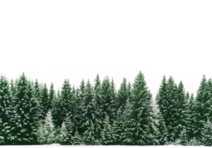 Christmas tree buying guide: top 10 tips