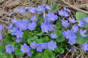 Grow hepaticas: Cultivation tips and variety recommendations