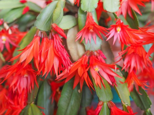 19 vibrant plants that flower at Christmas - The English Garden