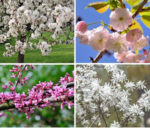 Best trees for gardens: flowers, fruit & more