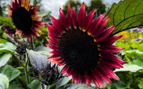 Sunflower varieties: The most spectacular and sunny sunflowers for your garden