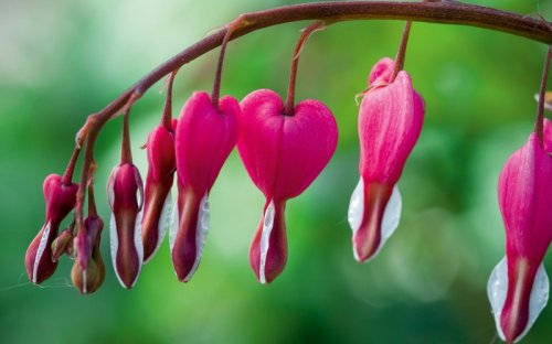 The best varieties of Dicentra to grow