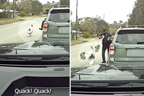 'I’m getting attacked by a chicken': deputy quacks, shoos off angry turkey during traffic stop