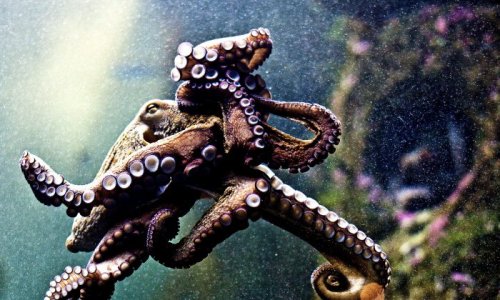 Octopus Sucks Onto Chinese Woman’s Face, Ripping Her Skin When She Tried to Eat It Live