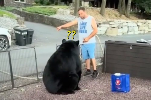 Man sternly asks huge wild bear to leave family cookout—here's what happens next