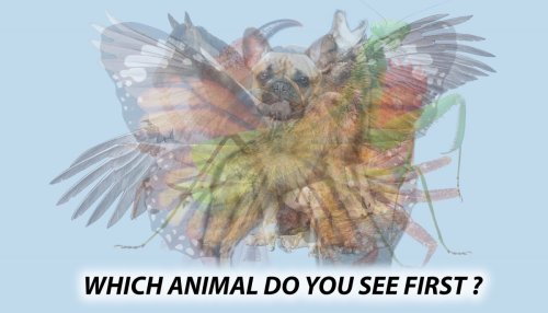 The first animal you see in this photo will reveal hidden aspects of your personality