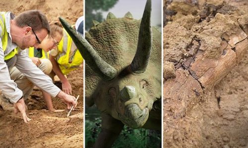 Scientists Unearth HUGE Adult Triceratops Skeleton From Denver Construction Site–68 Million Years Old