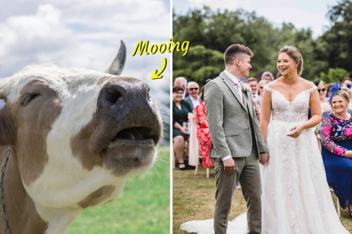 Cheeky cow objects loudly to a couple getting married in hilarious wedding footage