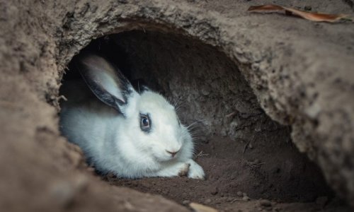 Rabbit Hole in Farmer’s Field Leads to Mysterious Cave Network