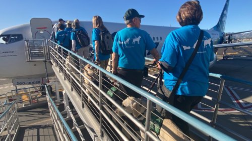 25 Puppies Learn to Board Flight at Burbank Airport, Prepare for Guide Dog Career