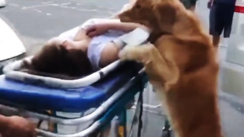 Loyal Golden Retriever Insists To Follow Owner After Paramedics Wheel Her Away