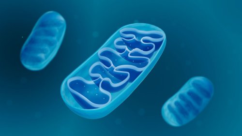 Many Diseases Might Be Caused by Mitochondrial Dysfunction, 4 Ways to Prevent