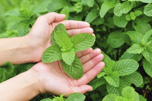 Cooking for Healing—The Many Medicinal Properties of Mint