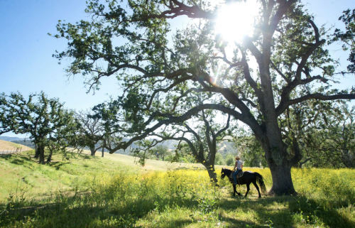 Hotels with Horses: 12 Equestrian Experiences for the Family