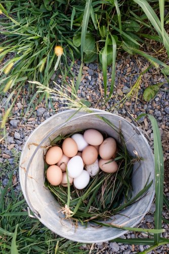 Backyard Poultry Farming: Raising Chicken and Quails? » TheFifty9