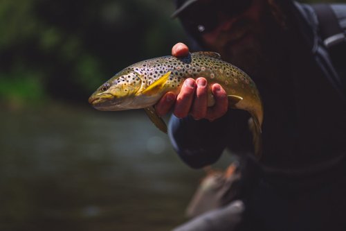 Fly Fishing The October Caddis
