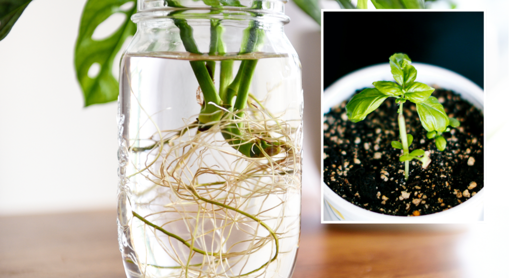 I tried gardening’s best-kept secret, and now I have dozens of plant babies