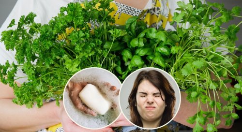 Neuroscientist explains bizarre reason some people think common herb tastes like soap